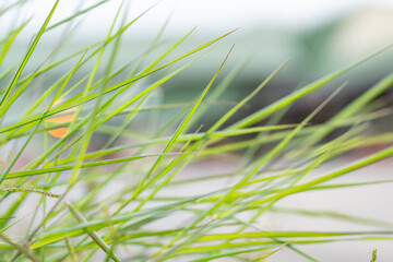 Naklejka premium Melinis repens is a species of grass known by the common names rose Natal grass, Natal red top, or simply Natal grass. Hilo International Airport, Hawaii