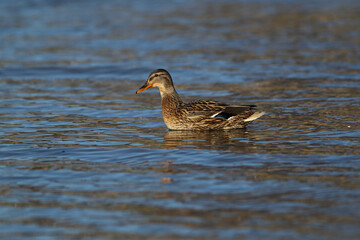 Portrait of a females of duck on the water