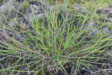 Melinis repens is a species of grass known by the common names rose Natal grass, Natal red top, or simply Natal grass.  Hilo International Airport, Hawaii

