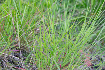 Melinis repens is a species of grass known by the common names rose Natal grass, Natal red top, or simply Natal grass.  Hilo International Airport, Hawaii

