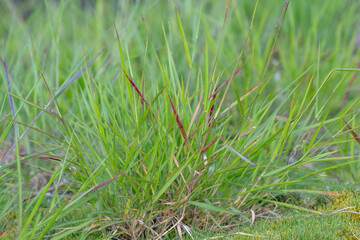 Melinis repens is a species of grass known by the common names rose Natal grass, Natal red top, or simply Natal grass.  Hilo International Airport, Hawaii

