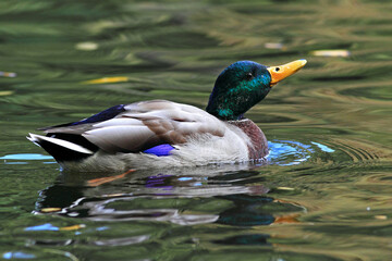 Beautiful portrait of a duck on the water