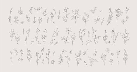 Botanic set of detailed various flowers and brunch. Luxury vintage floral collection for wedding invitation, wallpaper art or save the date card. Botanical vector illustration, line herbs