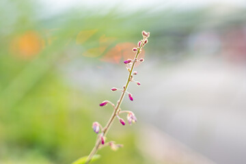 Desmodium incanum,  creeping beggarweed, Spanish clover, Spanish tick-trefoil or hitchhikers is a perennial plant native to Central and South America. Hilo International Airport, Hawaii plant

