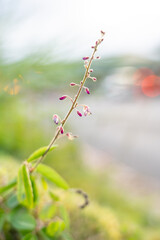 Desmodium incanum,  creeping beggarweed, Spanish clover, Spanish tick-trefoil or hitchhikers is a perennial plant native to Central and South America. Hilo International Airport, Hawaii plant

