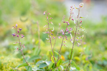 Desmodium incanum,  creeping beggarweed, Spanish clover, Spanish tick-trefoil or hitchhikers is a perennial plant native to Central and South America. Hilo International Airport, Hawaii plant

