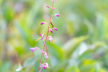 Desmodium incanum,  creeping beggarweed, Spanish clover, Spanish tick-trefoil or hitchhikers is a perennial plant native to Central and South America. Hilo International Airport, Hawaii plant

