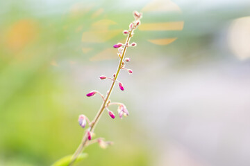 Desmodium incanum,  creeping beggarweed, Spanish clover, Spanish tick-trefoil or hitchhikers is a perennial plant native to Central and South America. Hilo International Airport, Hawaii plant

