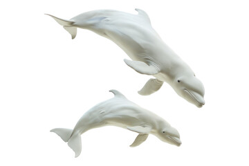 Fototapeta premium Beluga whales isolated on transparent background