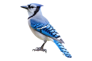 Blue jay bird isolated on transparent background