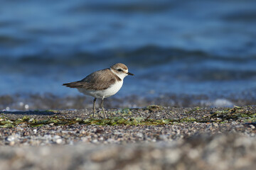 An adult Kentish plover (Anarhynchus alexandrinus) shot in soft light on the shore of a blue estuary close-up