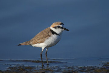 An adult Kentish plover (Anarhynchus alexandrinus) shot in soft light on the shore of a blue estuary close-up