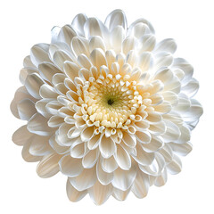 chrysanthemum flower isolated on transparent background. generative ai