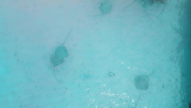 Stingray underwater in Maldives. Sting rays swimming in blue sea, aerial view