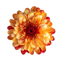 chrysanthemum flower isolated on transparent background. generative ai