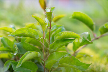 aederia foetida is a species of plant, skunkvine, stinkvine, pilau maile (Hawaiian) or Chinese fever vine. Hilo International Airport, Hawaii plant


