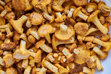 Mushroom Background. Chanterelles mushrooms just picked