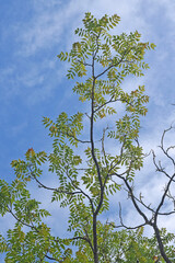 Arbre envahissant : ailante glanduleux.
