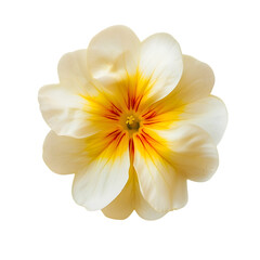 Naklejka premium primrose flower isolated on transparent background. generative ai