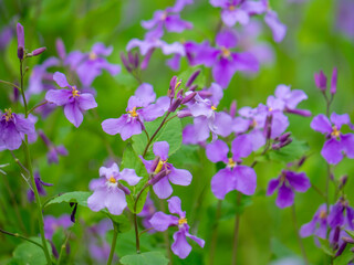 Obraz premium オオアラセイトウ