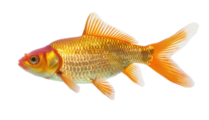 High-quality image of a vibrant golden fish, showcasing detailed scales and fins, perfect for aquatic and nature-themed designs.