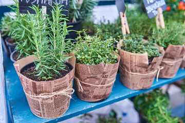 Aromatic green rosemary in pots
