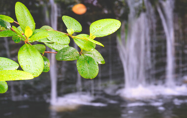 Selective focus at fresh green leaves on branch with water drops and blurred background of artificial waterfall over fish pond in home gardening area