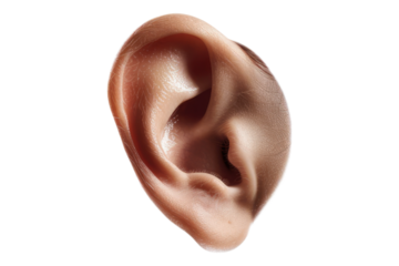 Contemporary ear movement isolated on transparent background