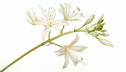 Obraz premium Beauty in Solitude: The White Dictamo in Full Bloom