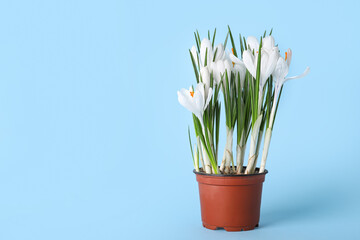 Pot with beautiful white crocus flowers on blue background