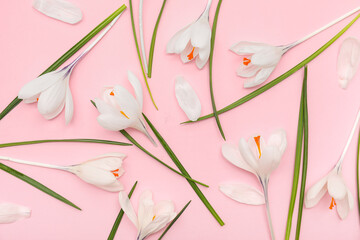 Beautiful white crocus flowers and petals on pink background