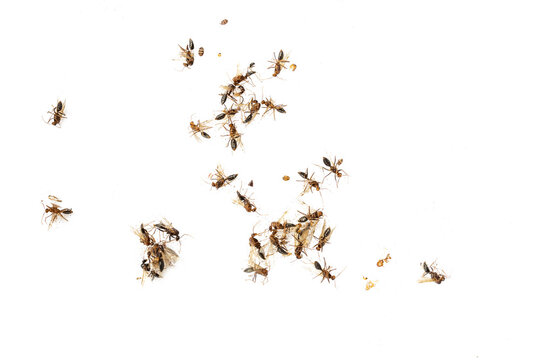 Top view of many insects or white ant termite die, focus selective