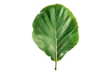 Leaf fig Serenity isolated on transparent background