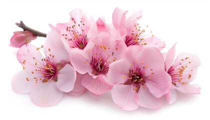 Naklejka premium Blooming Beauty: Almond Pink Flowers in Stunning Close-up
