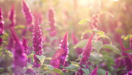 Obraz premium Sunny Amaranth Bliss: Exploring the Fields of AR 7:4