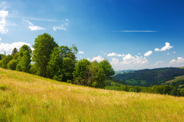 countryside scenery with trees behind the lush grassy meadow in evening light. carpathian rolling...