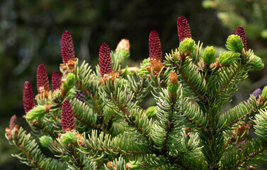 Young red cones on a fir tree branches in spring.