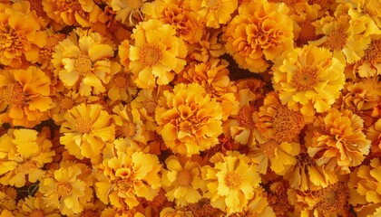 Golden Glow: A Stunning Autumn Marigold Background