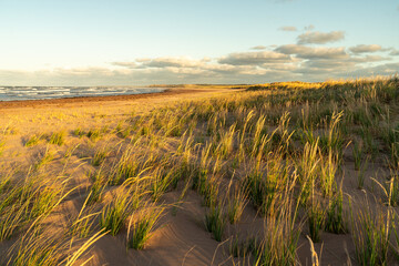 American beachgrass swaying in the wind along the shore of the Atlantic ocean with waves and...