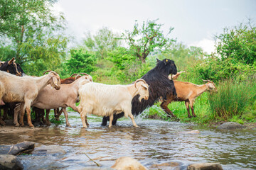 Goats jumping over beautiful stream in natural forest - beautiful natural landscape in pasture