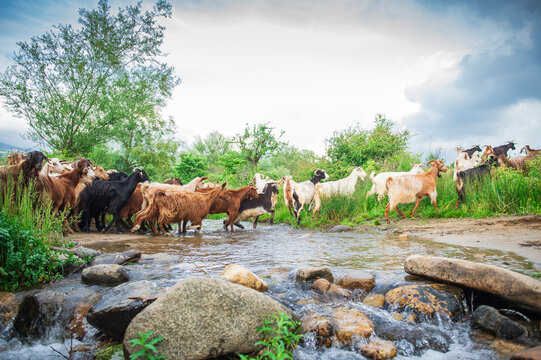 Goats jumping over beautiful stream in natural forest - beautiful natural landscape in pasture - Powered by Adobe