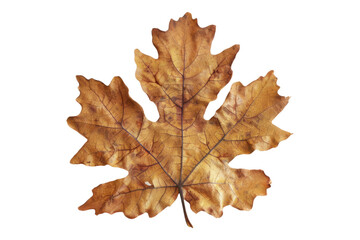 Maple leaf isolated on transparent background