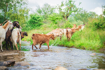 Goats jumping over beautiful stream in natural forest - beautiful natural landscape in pasture
