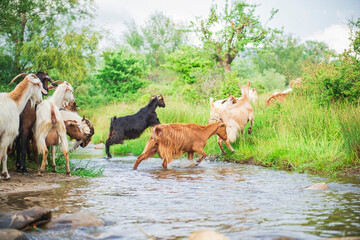 Goats jumping over beautiful stream in natural forest - beautiful natural landscape in pasture