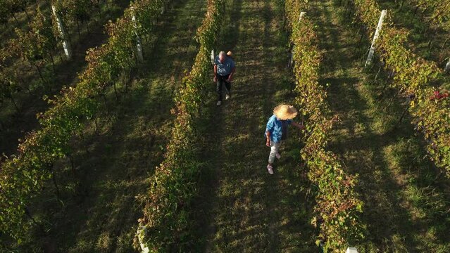 Mature winemaker couple walking through the vine rows, checking grapes quality and eating grape from the bunch