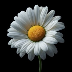 Captured in simplicity, a daisy's charm radiates, a symbol of purity amid the data garden.