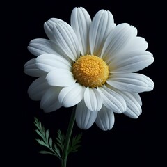 Captured in simplicity, a daisy's charm radiates, a symbol of purity amid the data garden.
