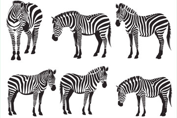 Fototapeta premium Graphical set of zebra isolated on white background, vector illustration. zebra icon. Vector Zebra. Graphical set of zebras isolated on white background, vector illustration for tattoo and printing .