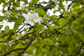 a blooming apple orchard in the park with white flowers. Blooming Park