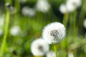 Beautiful white dandelion flowers in green grass outdoors, closeup